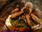 Megaphobema robustum